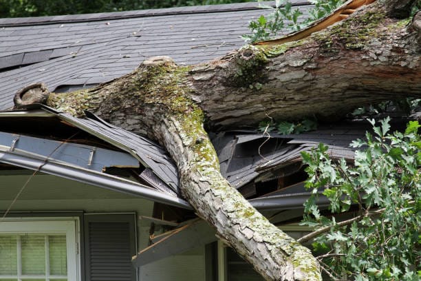 Tree Limb Removal for Roof Protection